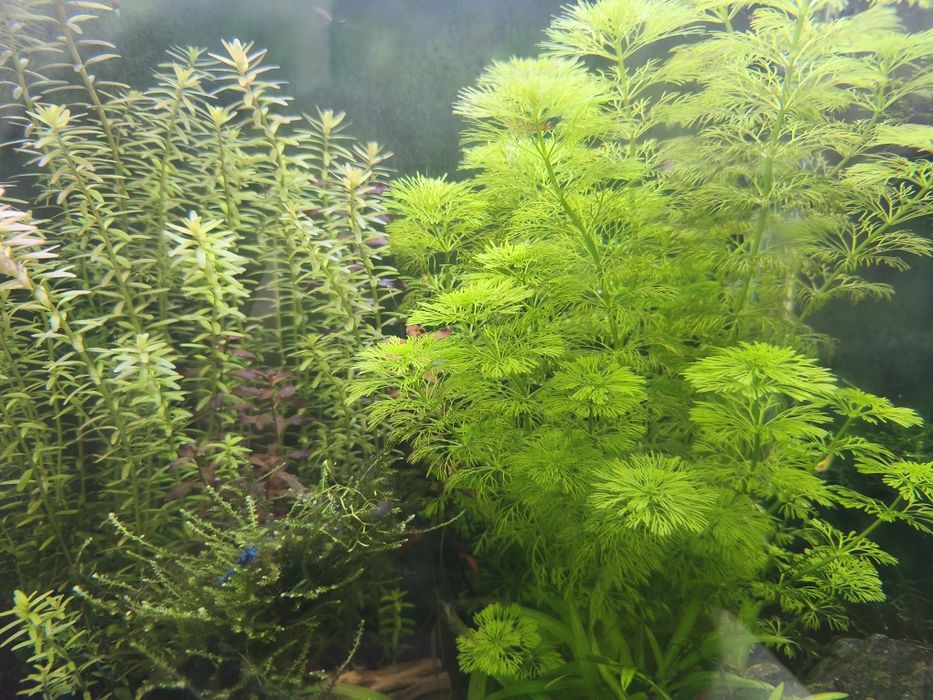 Plantas aquario e caracois