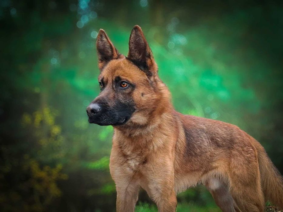 Powerfull: bystry spryciarz z potencjałem