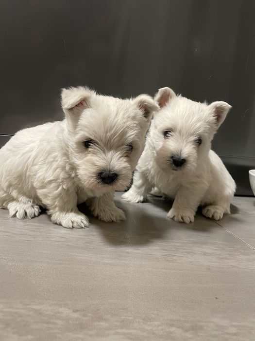 Szczeniaczek West Highland White Terrier