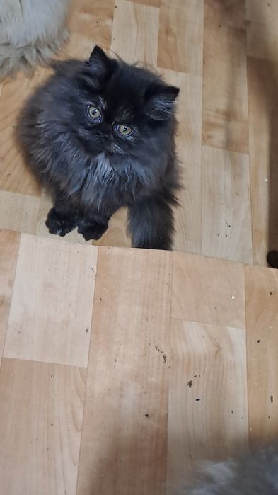 Cudowny kotek perski