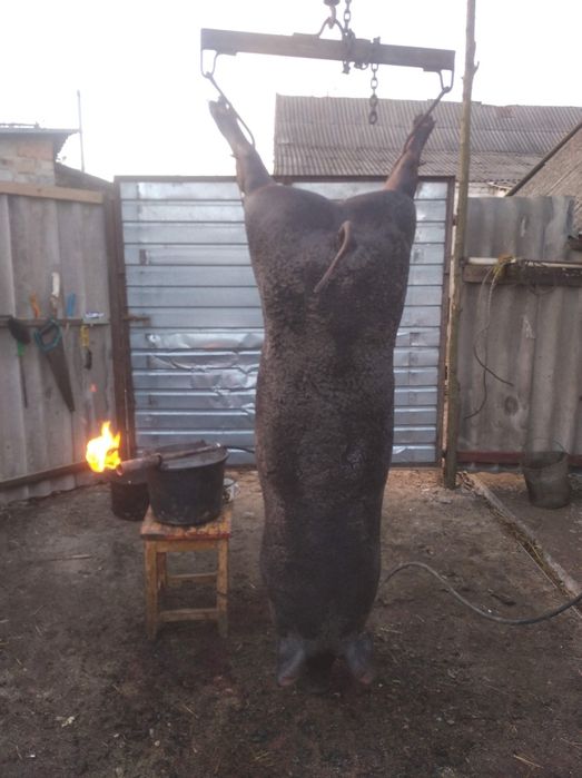Свинина Частинами