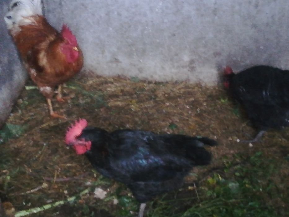 Tenho para venda 3 frangos caseiros bom preco