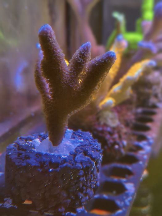 Montipora digitata FIOLETOWA RZADKOŚĆ!!!
