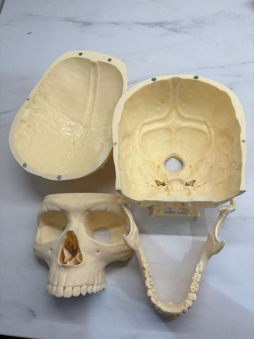 Model anatomiczny czaszki - do nauki anatomii