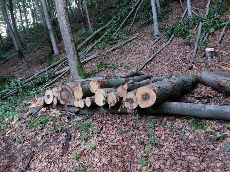 Tanie drewno kominkowe opalowe