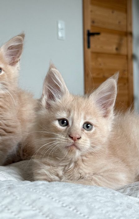 Kremowy kocurek Maine Coon