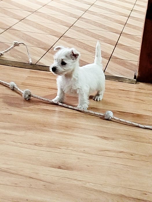 Suczka west highland white terrier