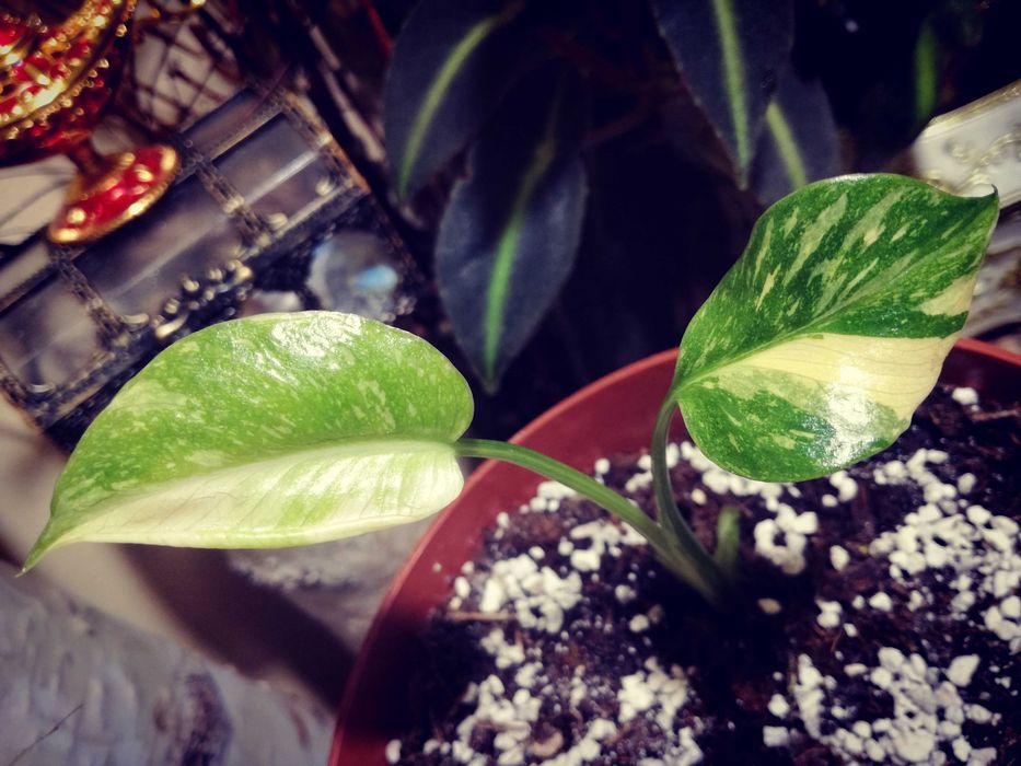 Monstera Thai Constellation Big Form Variegata potwór philodendron