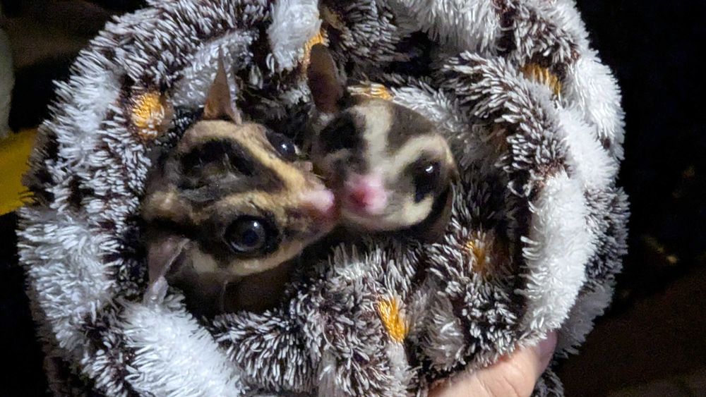 Lotopałanki, oswojone, z klatką