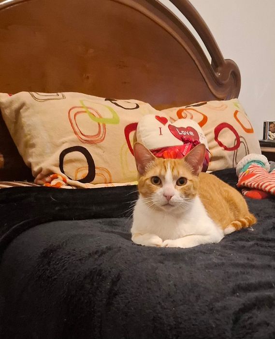 Gatinho com 10 meses para adoção