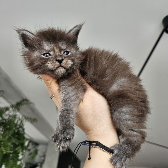 Koteczka Maine coon rodowód Fpl