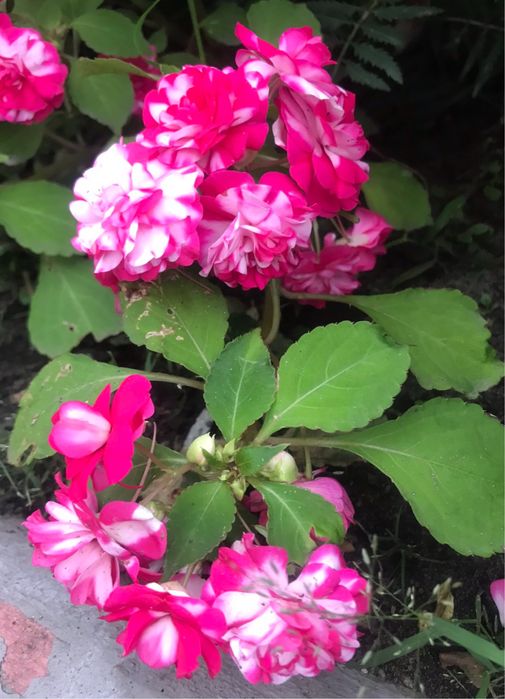 Пеларгонія ,бегонії,каланхоє,бальзамін для душі