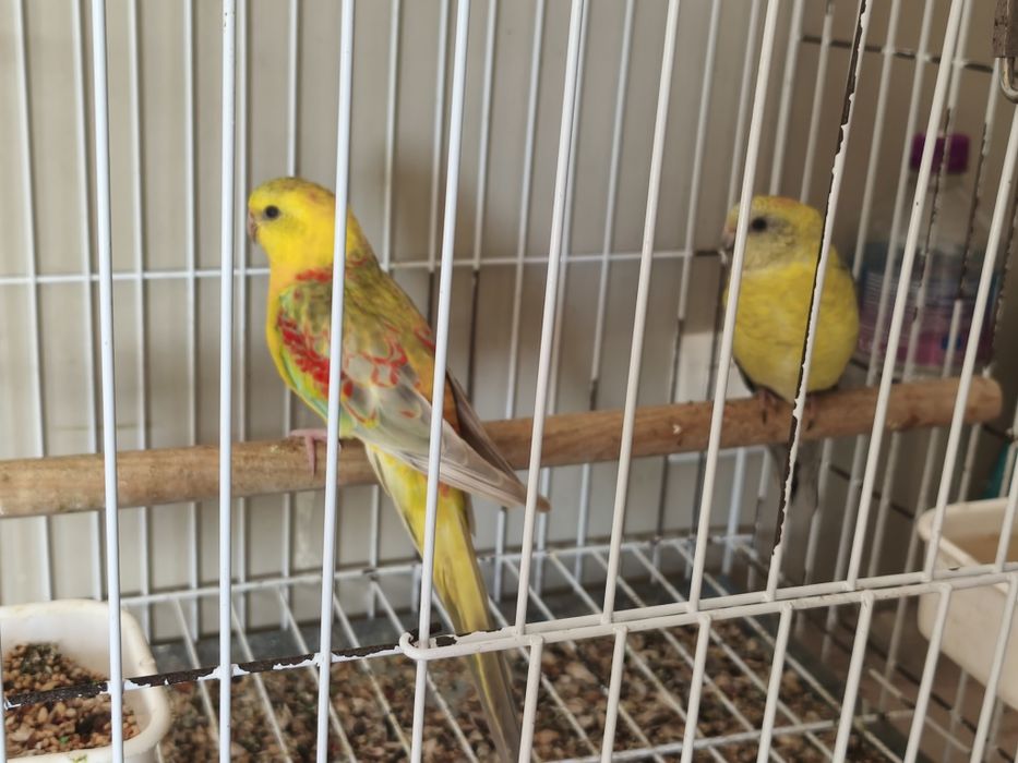 Marianinhas casal, casal roselas...