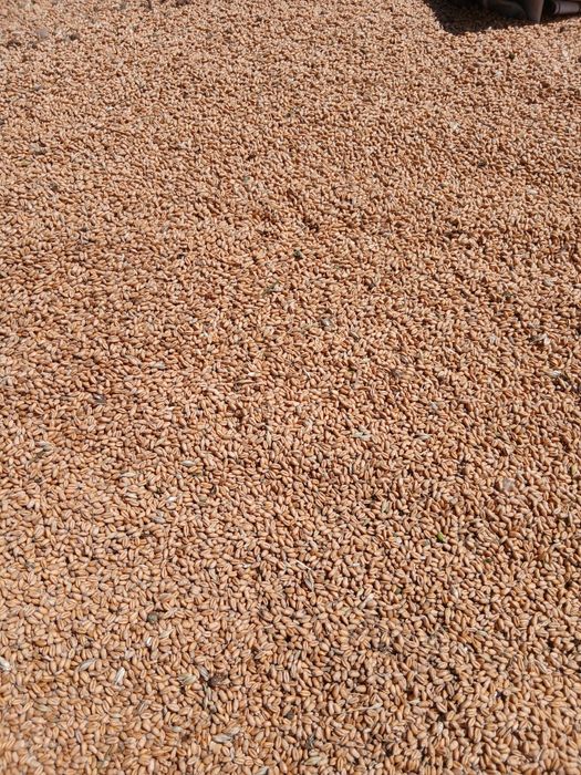 Продаю озиму пшеницю, ячмінь та овес!!!