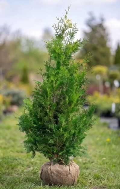 Tuja Brabant 140–200 cm | Dostawa i Sadzenie | Mszczonów