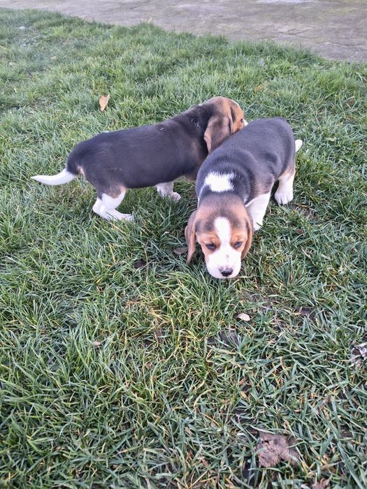 Beagle szczenięta