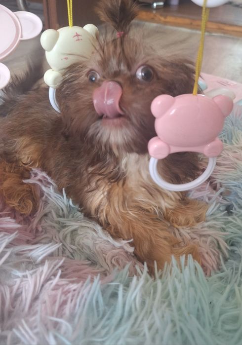Mini dziewczynka Shih tzu Gabisia/ domowa hodowla