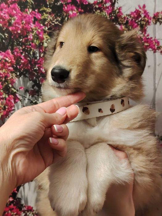 Dostępna śliczna suczka owczarek szkocki długowłosy O