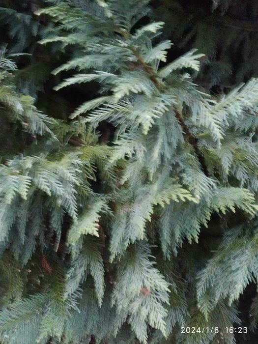 Ялинка, порода привезена  з Італії