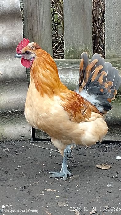 Молодий блондин півник