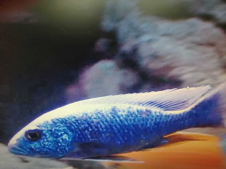 Ciclidios africanos - Sciaenochromis fryeri - alevinos