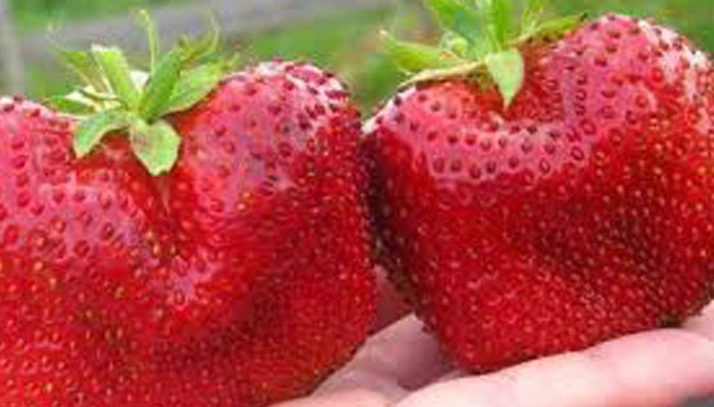 Саджанці полуниці полуниця усмішка strawberry smile.