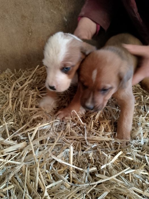 Pieski boxer z brązowym mieszańcem