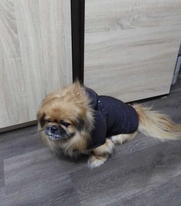 Куртка-накидка для собак НОВА