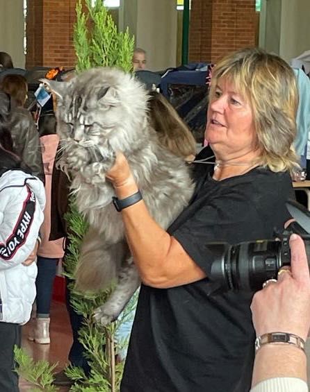 Maine Coon Silver Ticked Tabby