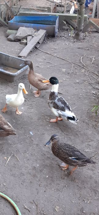 Vendo patos diversos (mistos)