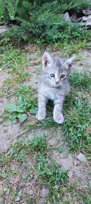 Кошенята дівчата шукають родину