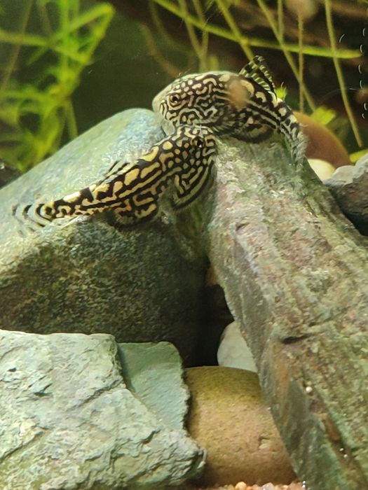 Sewellia Lineolata--ler descrição