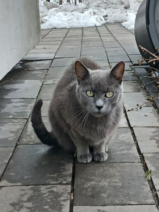 Kotka adopcja śliczna przybłęda