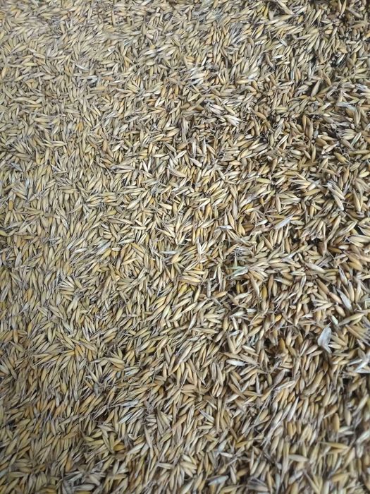 Sprzedam owies Agent