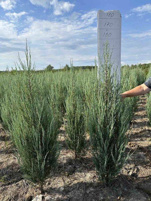 Ялівець блюарроу 150- 160 см