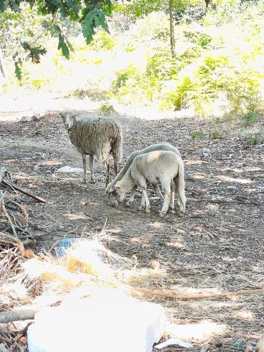 Carneiro, ovelhas e anhos