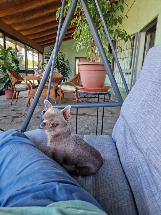 Вязка .Міні чіхуашка чекає на свою дівчинку