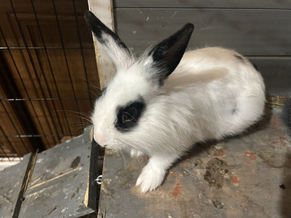 Króliki  miniaturka