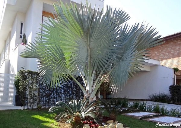 Estonteante palmeira azul, Bismarckia nobilis