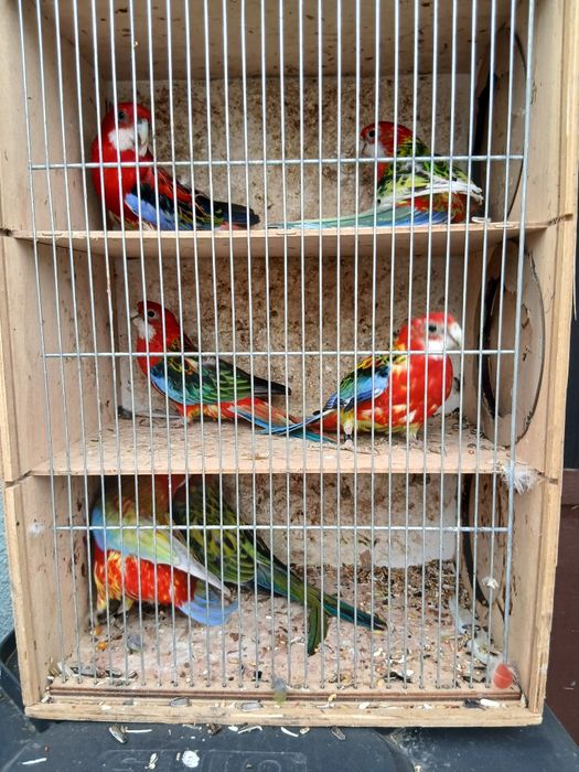 Zamienię lub sprzedam