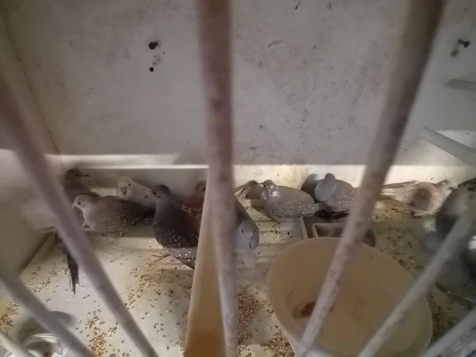 Para ceder várias aves