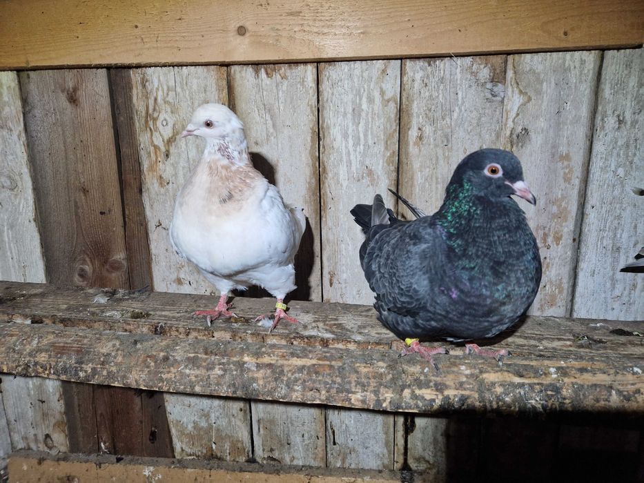 Gołębie, kingi, texanery