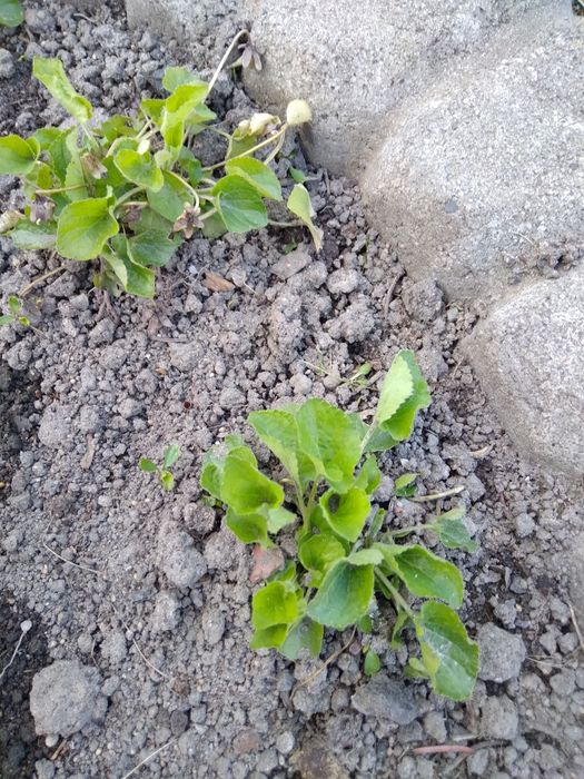 Fiołek ogrodowy sadzonki