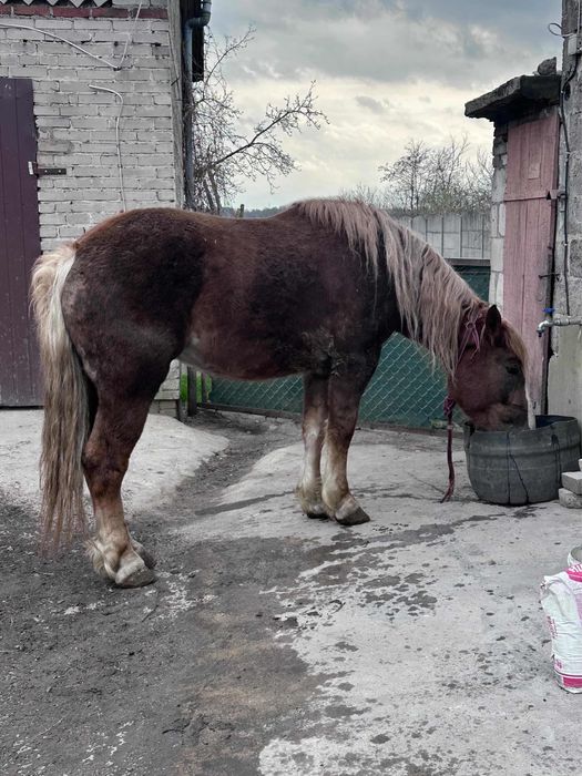 Konie zimnokrwiste 2/10 lat