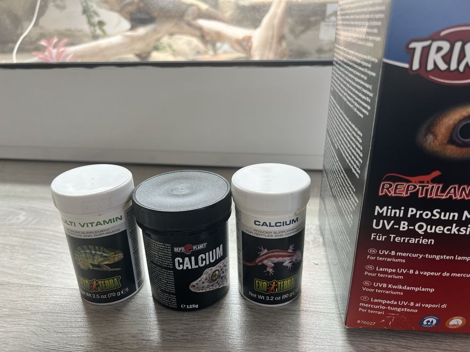 Agama Brodata z terrarium