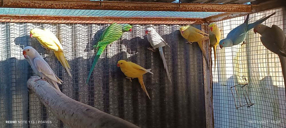 Ringnek e cabeça ameixa