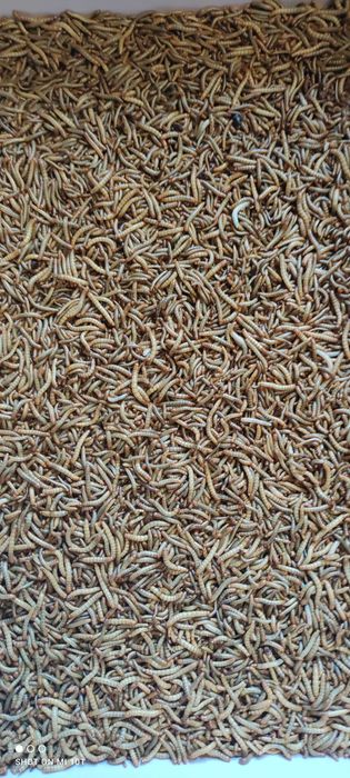 Sprzedam mączniki i drewnojady