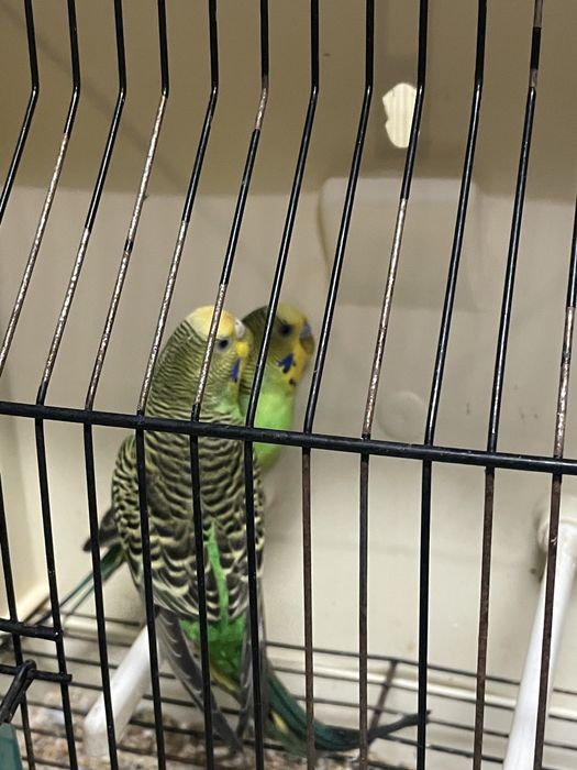 Casal de periquitos reprodutores