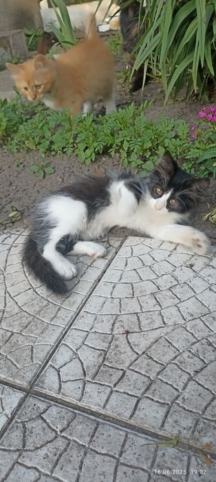 Отдам кошечку в добрые руки