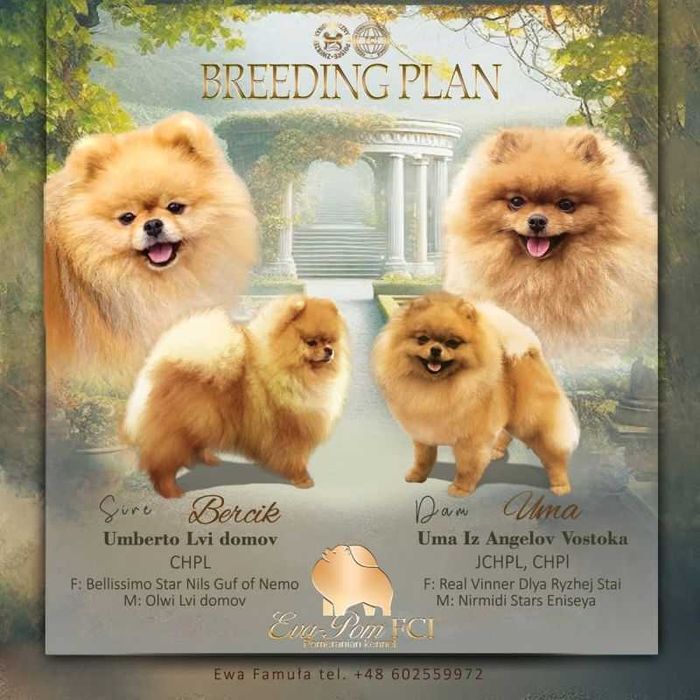 Szpic miniaturowy pomeranian piesek FCI